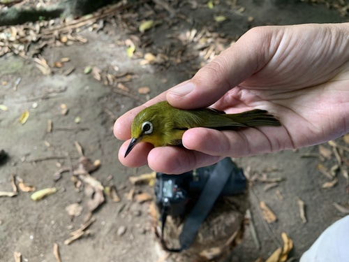 Vanuatu White-eye (Zosterops flavifrons)