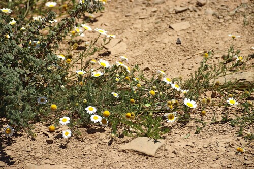 Moroccan chamomile