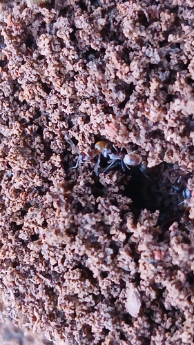 High Noon Ant