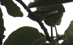 Prodotiscus zambesiae