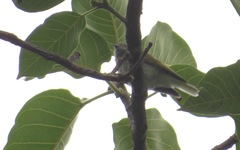 Prodotiscus zambesiae