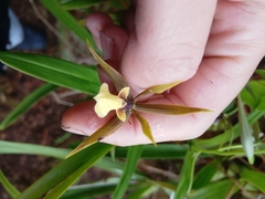 Prosthechea pastoris