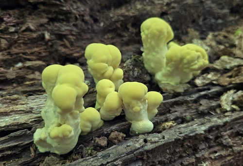Chicken of the Woods