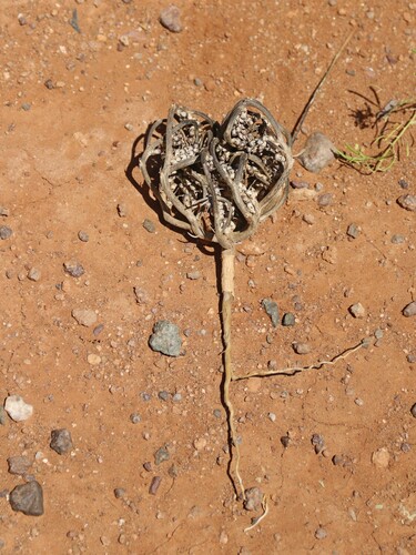 true rose of Jericho