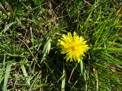 Taraxacum officinale