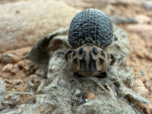 Hide beetle