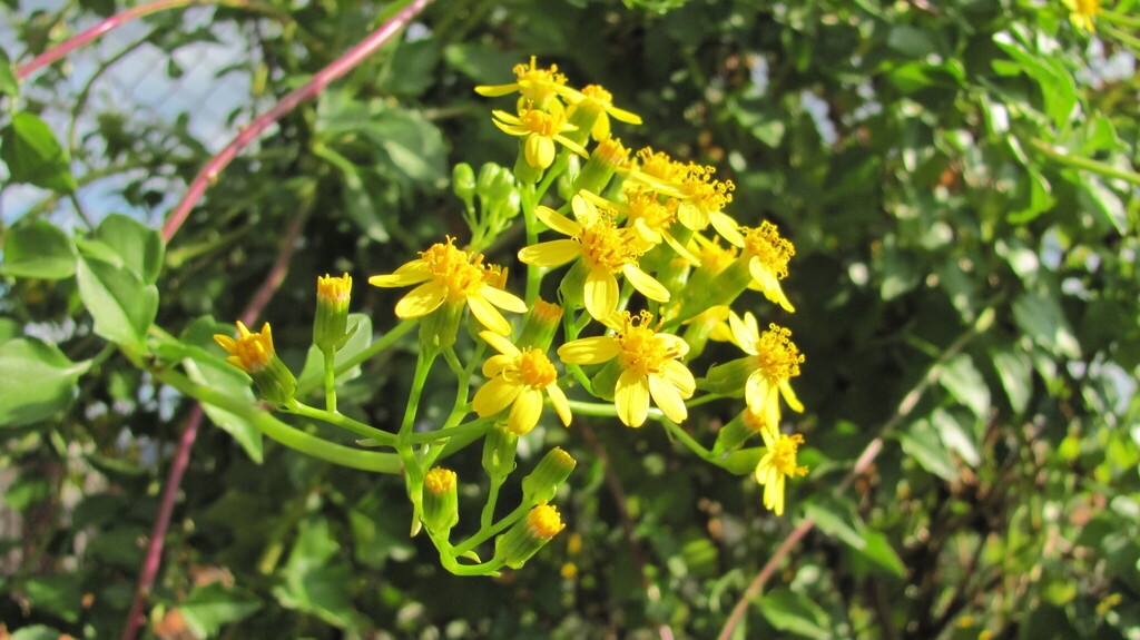 Senecio angulatus, Coimbra, Jardim Botânico, Portugal