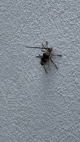 Megacyllene antennata