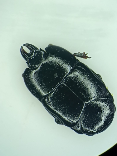 Hololepta