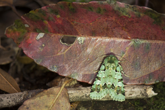 Diphtherocome pulchra