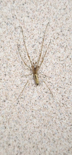 Silver Long-jawed Orbweaver