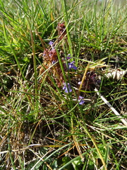 Glechoma hederacea