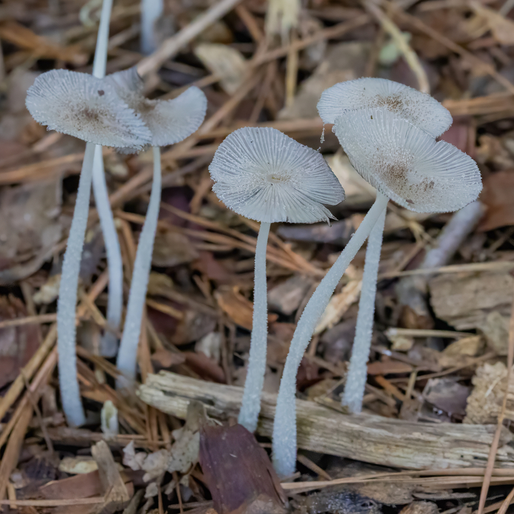 hare's foot inkcap · June 2026 · photo: Photo: (c) Dan Vickers, some rights reserved (CC BY) · iNaturalist