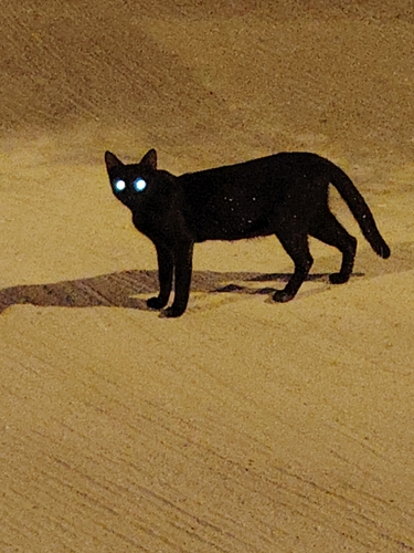 Domestic Cat