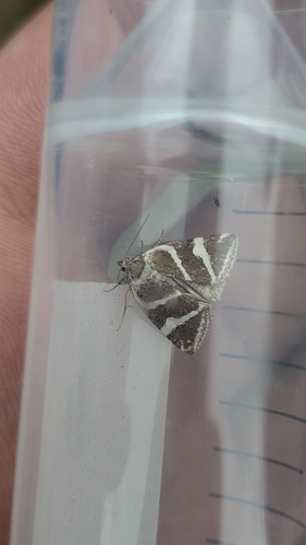 Silver barred