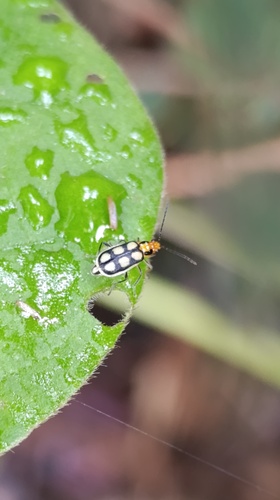 Trichobrotica sexplagiata