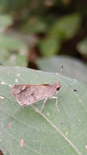 Saturnus Skipper