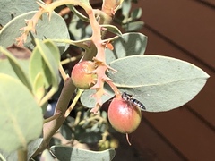 Pseudoscaeva diversifasciata