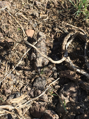 Phrynosoma douglasii