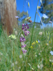 Silene bellidifolia