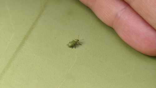 Pachyrhinus lethierryi, Gelderland, NL, photo 4 of 10