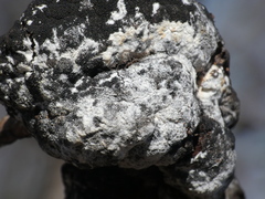 Trichothecium roseum