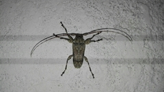 Oreodera glauca
