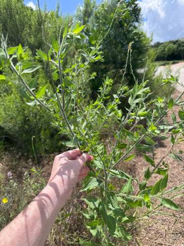 velvetweed