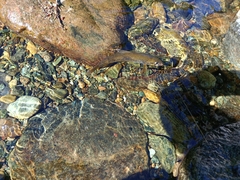 River Brown Trout