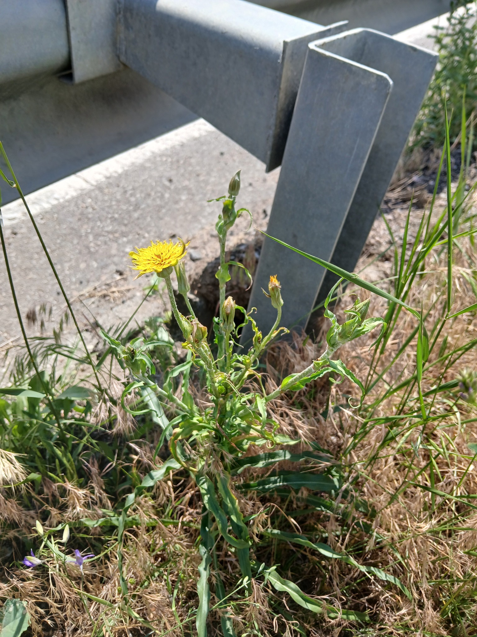 Tragopogon ucrainicus