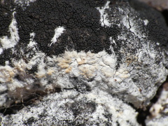 Trichothecium roseum