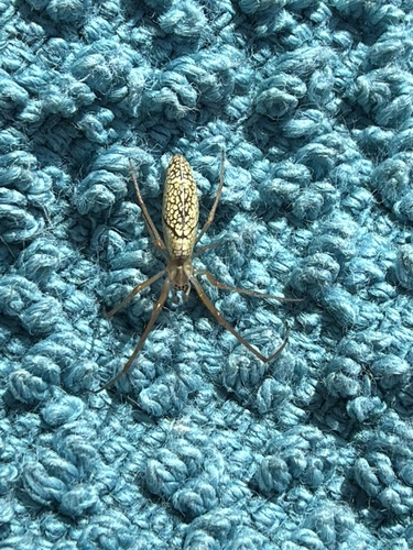 Silver Long-jawed Orbweaver