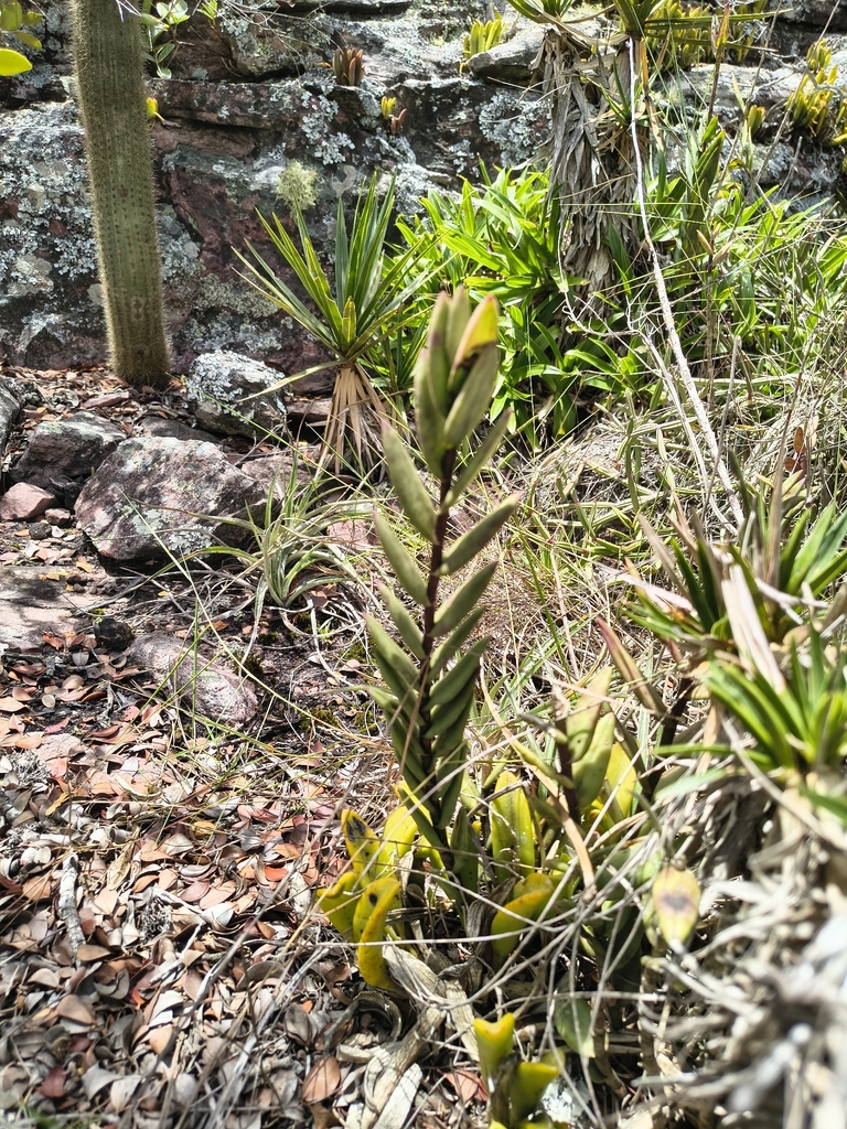 Epidendrum huebneri Schltr.