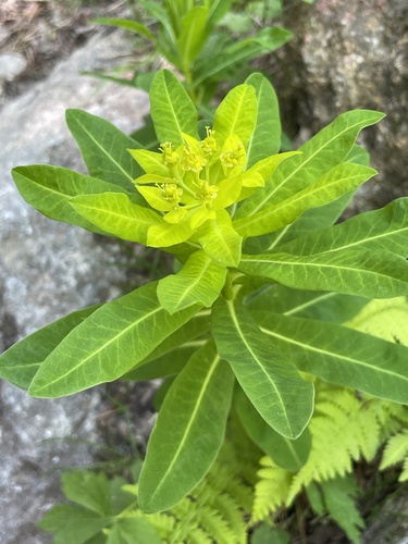 Irish Spurge