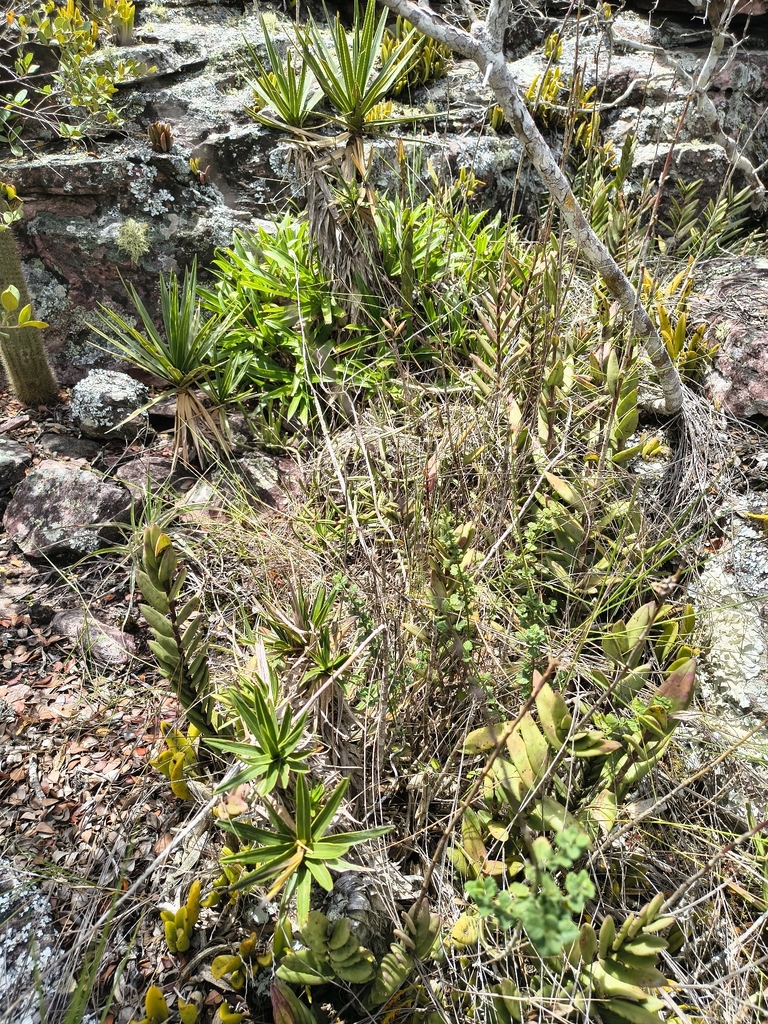 Epidendrum huebneri Schltr. 2