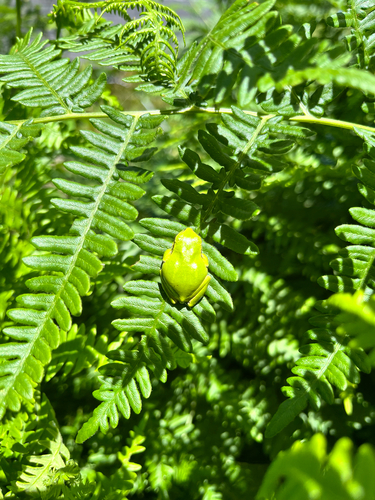 Pacific chorus frog