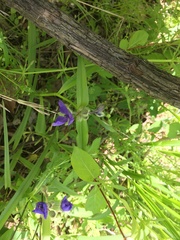Tradescantia ernestiana