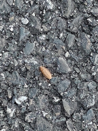 Tawny Cockroach