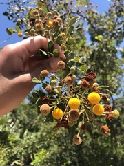 Leucaena retusa