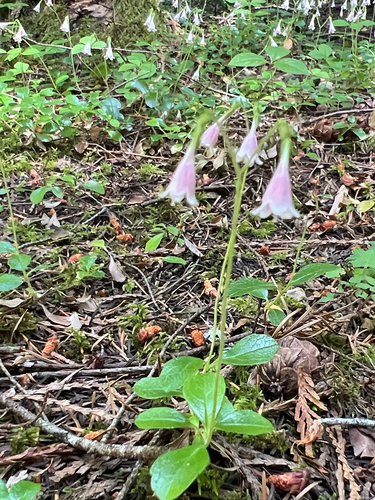 Twinflower
