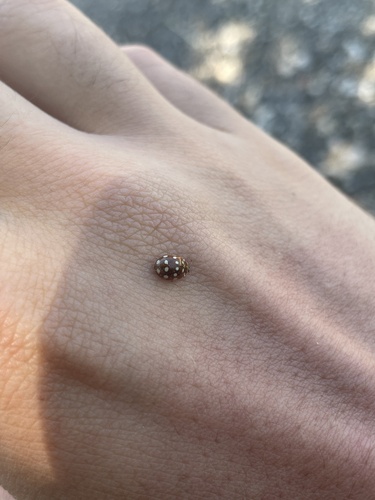 Cream-spotted Ladybird