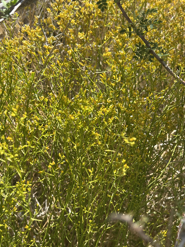 sticky snakeweed