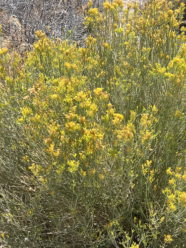 sticky snakeweed