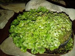 Marchantia polymorpha ruderalis