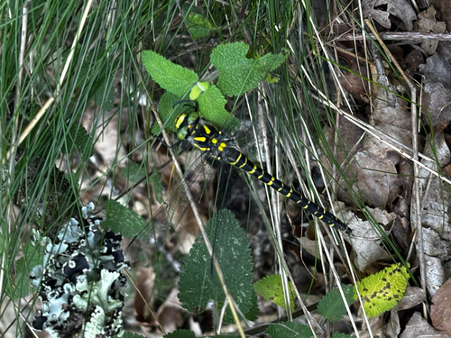 Golden-ringed Dragonfly