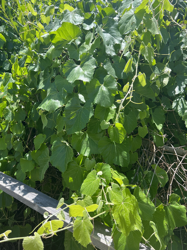 canyon wild grape