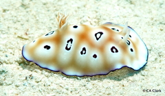 Goniobranchus leopardus