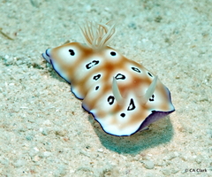 Goniobranchus leopardus