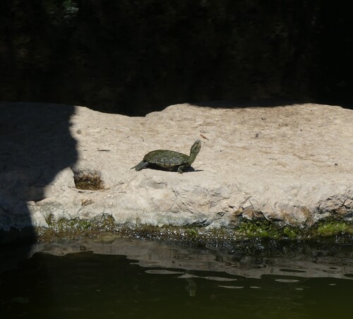 Western Caspian Turtle