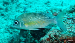 Scolopsis margaritifera